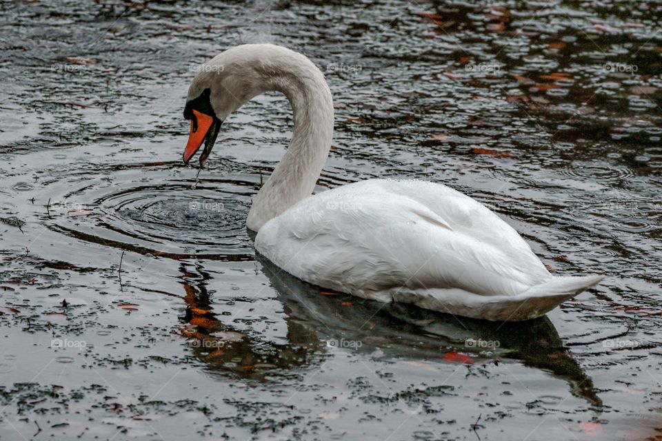 Swan on cloudy day