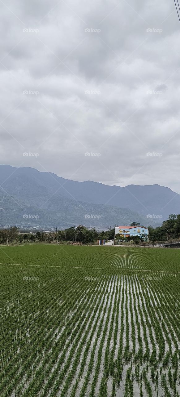 aerial view of rice fields in taiwan