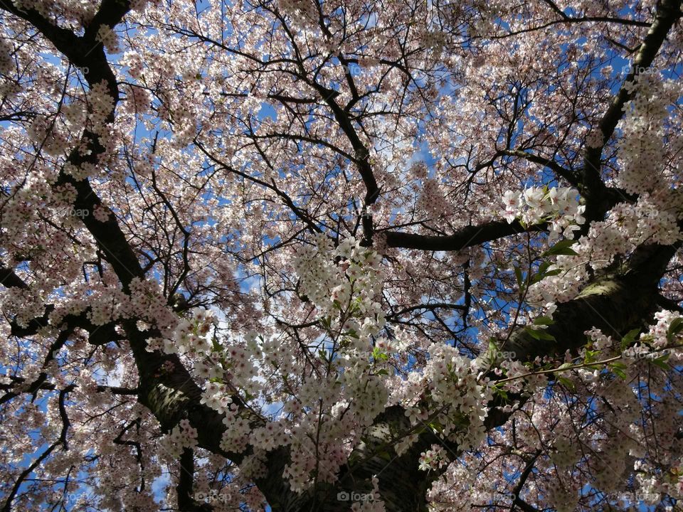 Low angle view of cherry tree