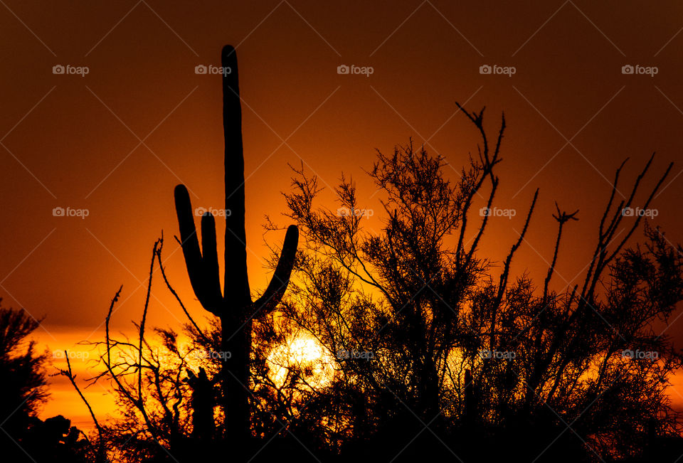 Sonoran sunset