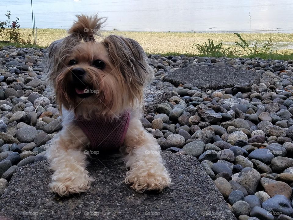 Yorkie enjoying the shade on a hot summer day
