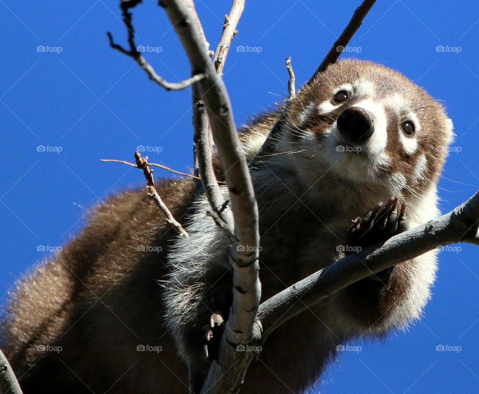 Coati High in Pecan Tree