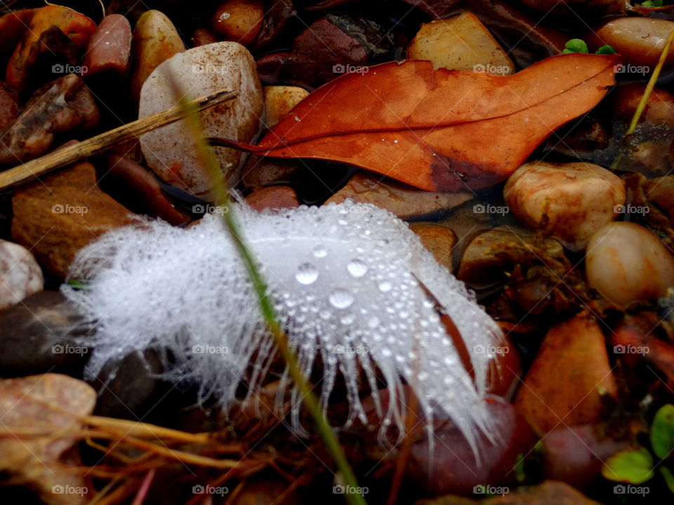 autumn in macro