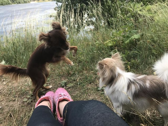 Dogs Playing 