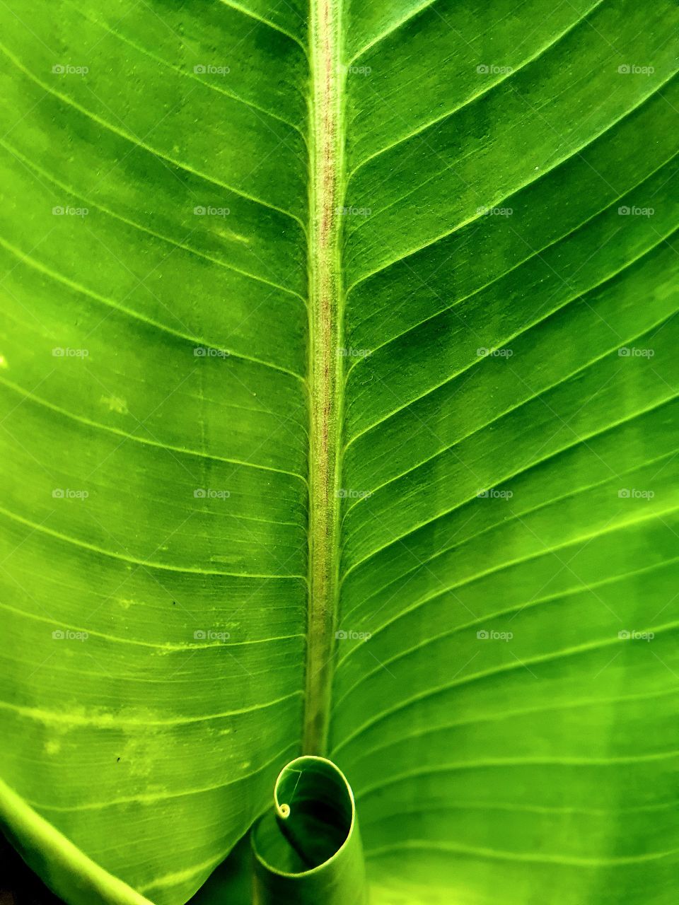 leaf