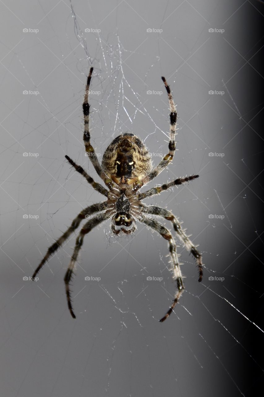 Spider sitting in her web