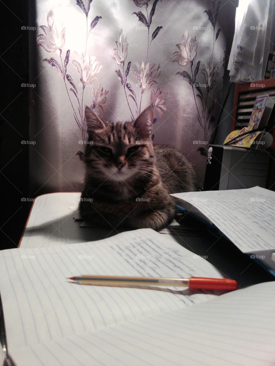study cat