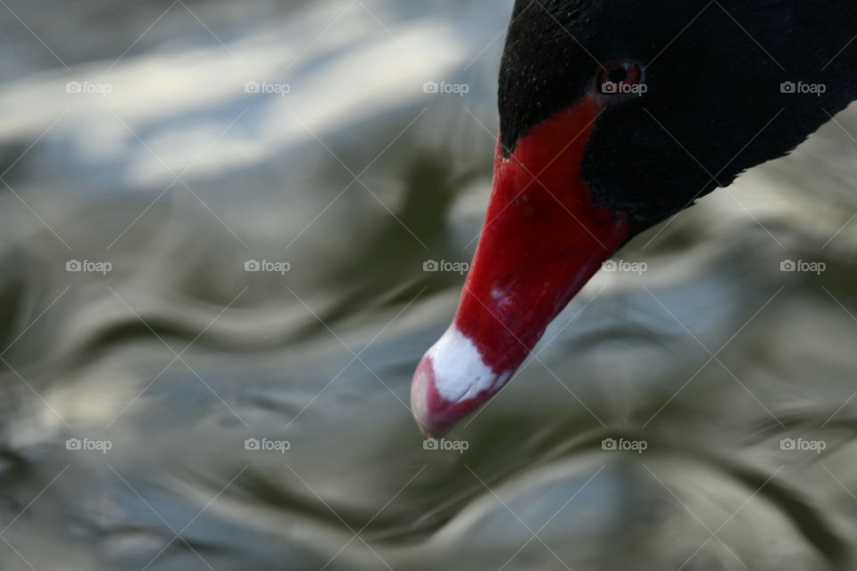 Cisne Negro-Black Swan
