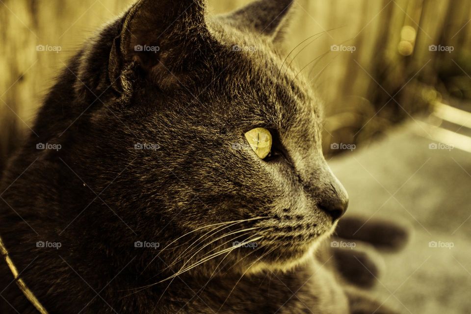 grey cat sitting in the shade while staring off into the distance