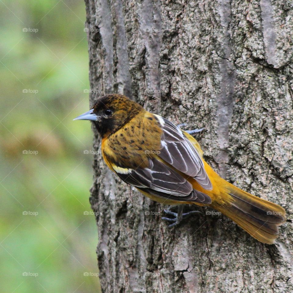 Mrs Baltimore Oriole waiting for a turn at the bird feeder on a spring day in Michigan