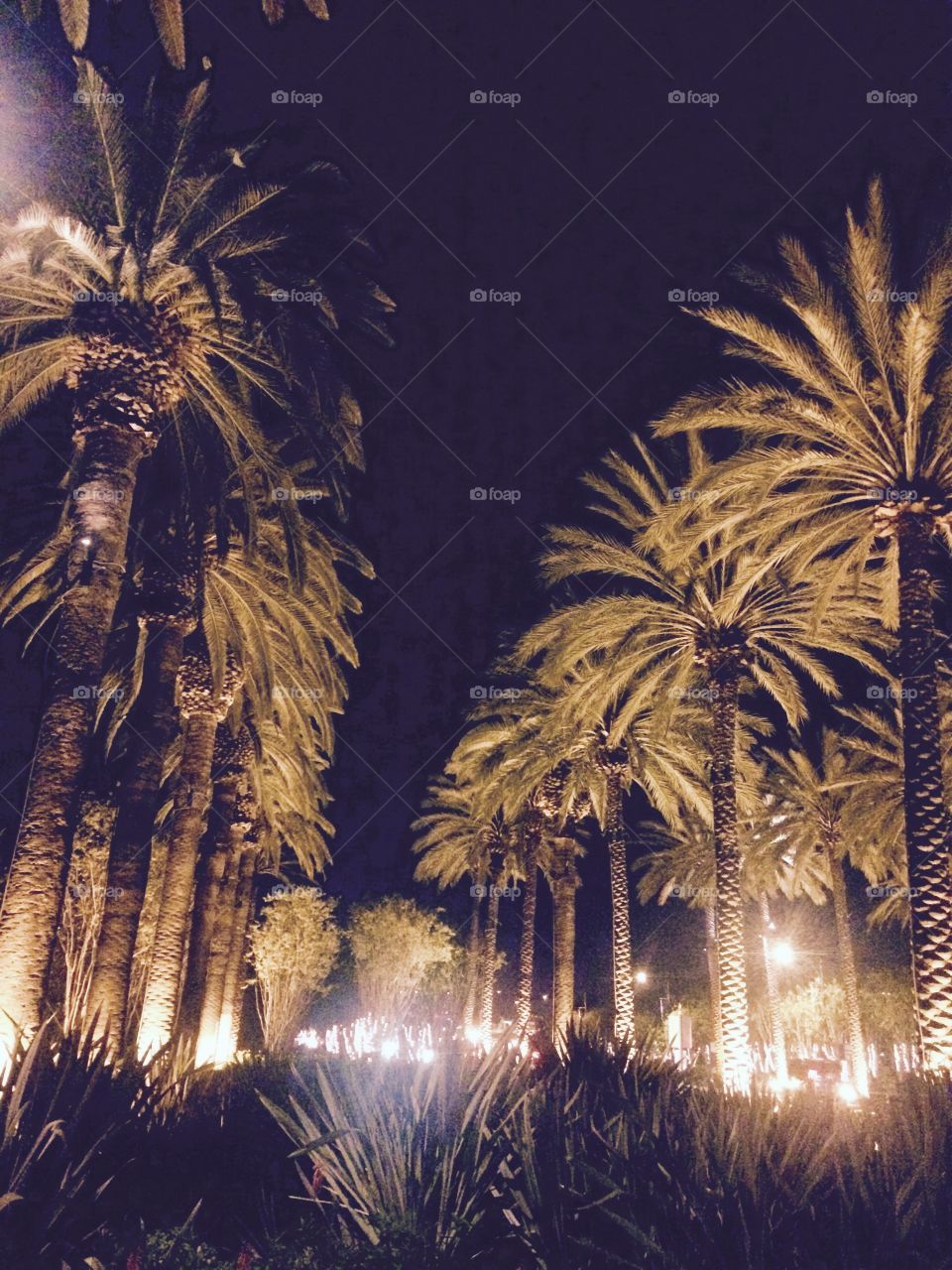 Anaheim Palms. Palm trees on a walkway in Anaheim, CA 