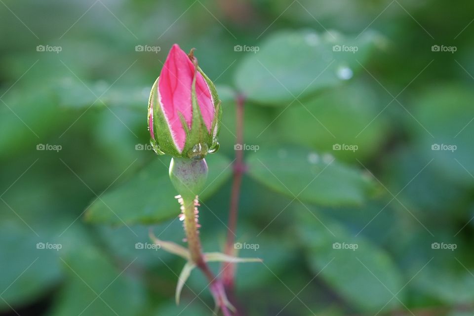 Rose Bud, Rose Blossom, Rose In The Springtime, Dew On A Flower, Colorful Rose 