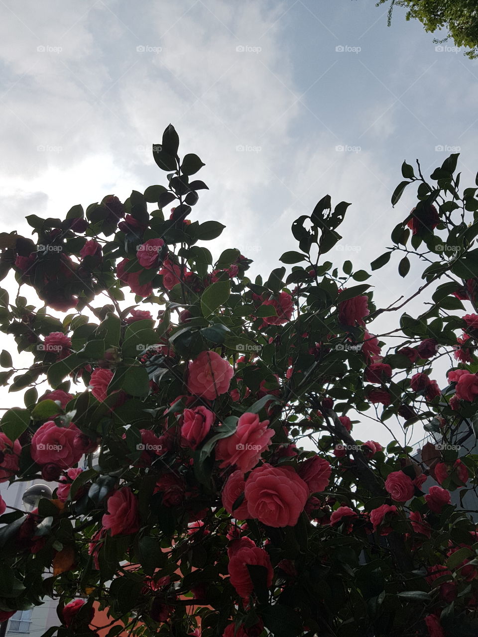 Pink roses bloom against a pale blue sky.