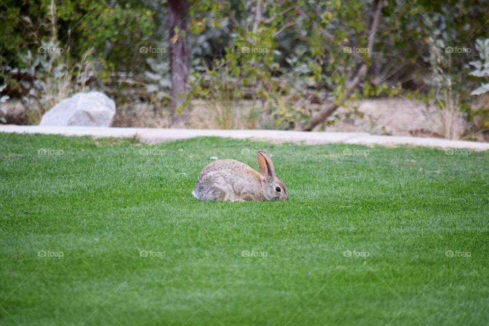 Wild rabbit