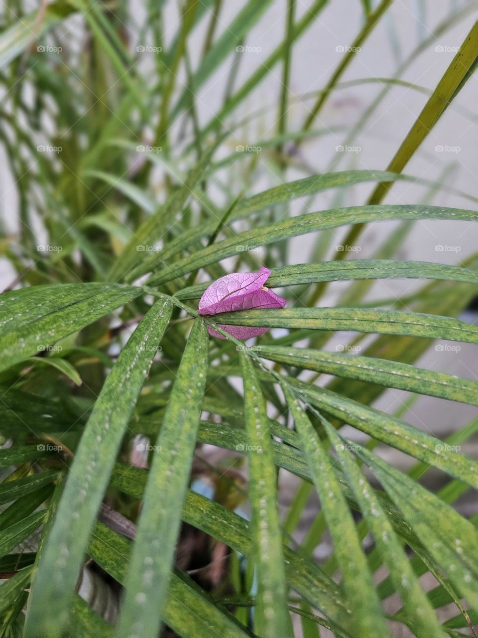 Pink flower resting on leaves