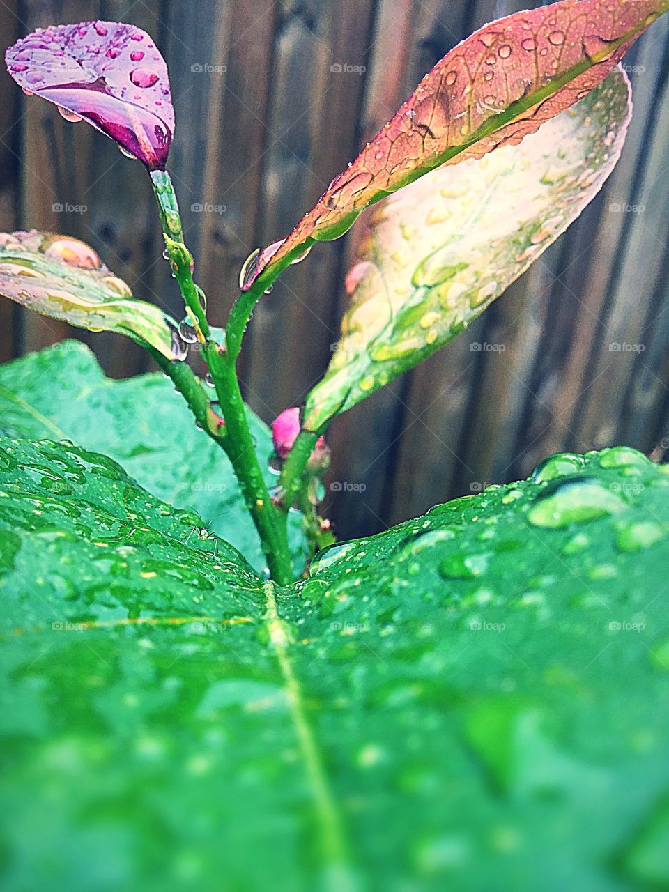 This is a photo after it rained. It has five leaves in focus. As the leaves go further down the stem they get lighter in colour.