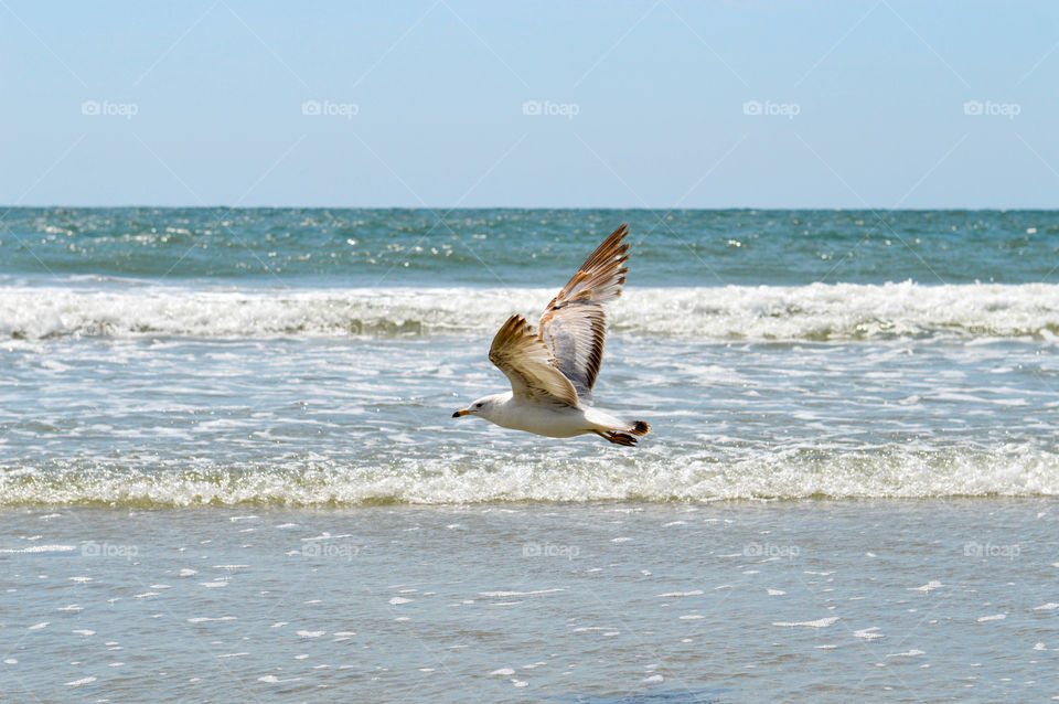 Seagull with spread wings flying over the ocean shore in the bright sunlight
