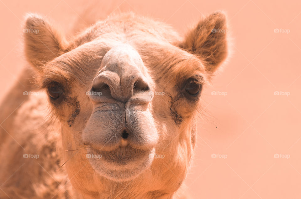 Close up portrait of a camel in a desert in Dubai, UAE.