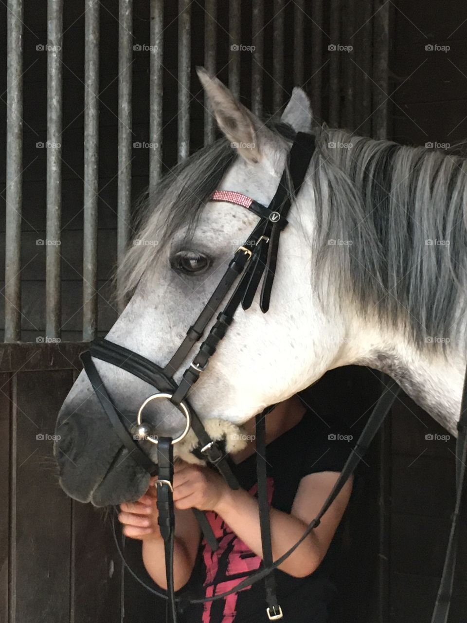 attach bridle at pony vanessa the Netherlands 
