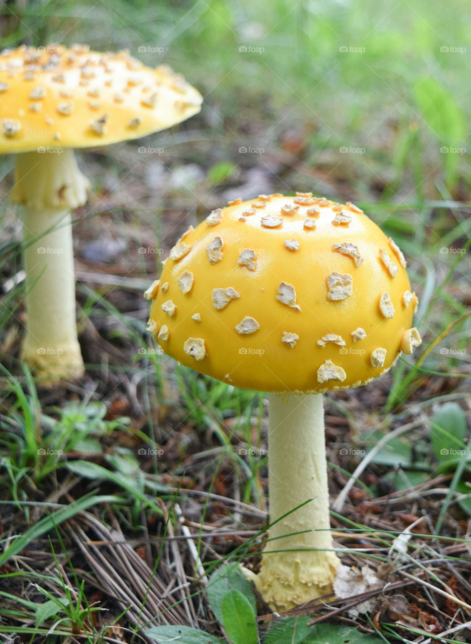 Yellow Fly Agaric mushroom