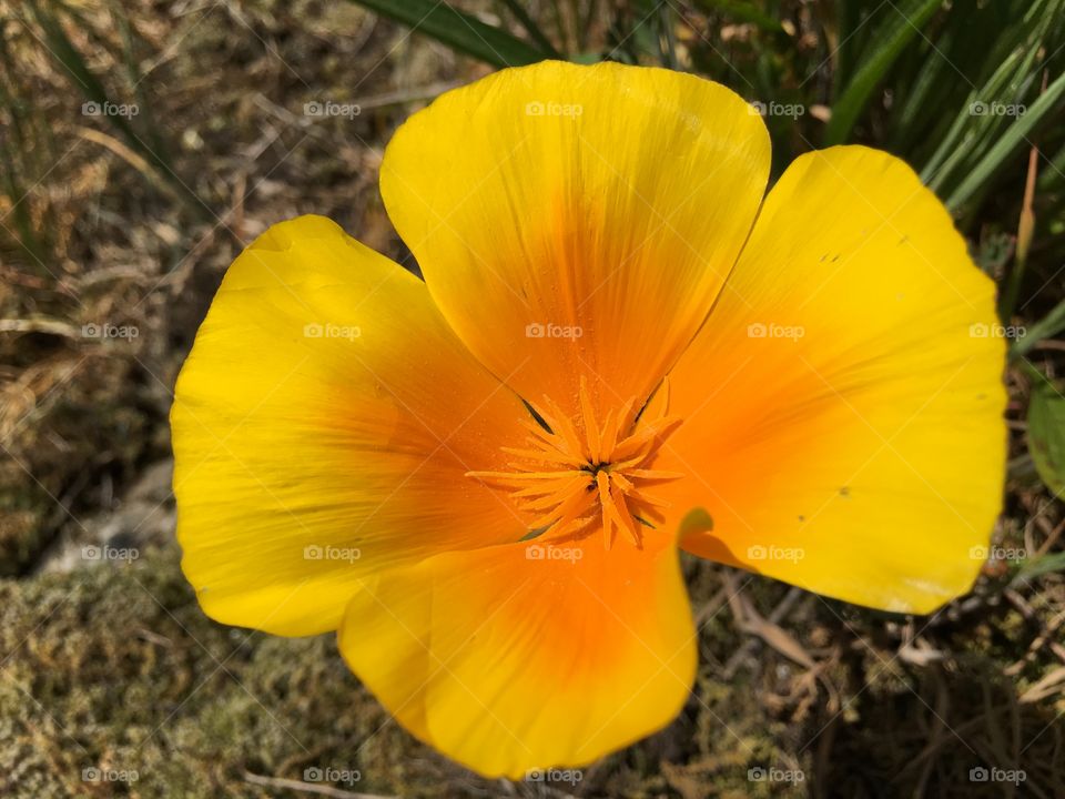 Beauty in yellow