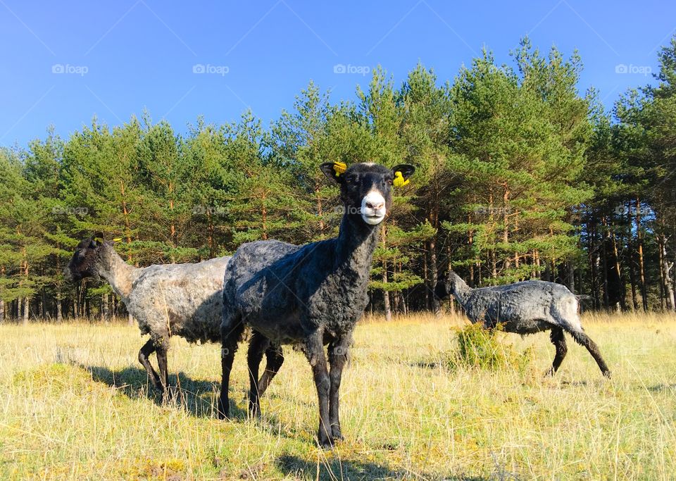 Sheep in pasture land