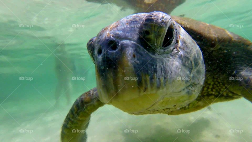 Sea Turtle selfie 🤗
