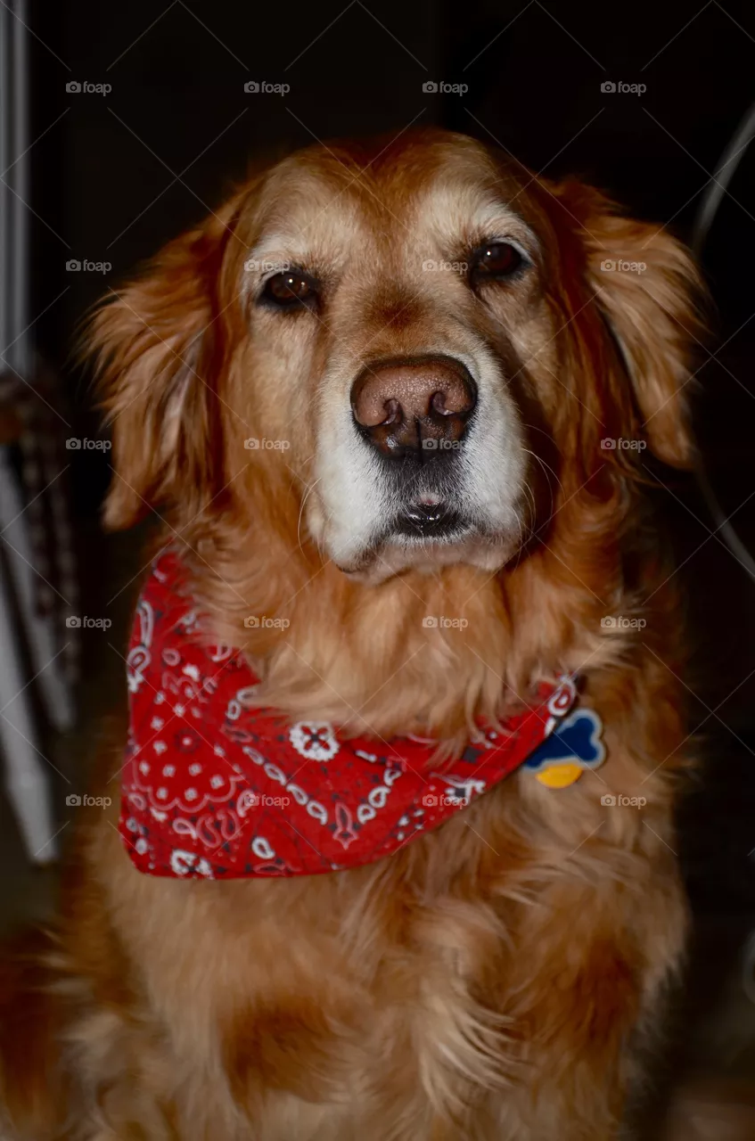 Harley