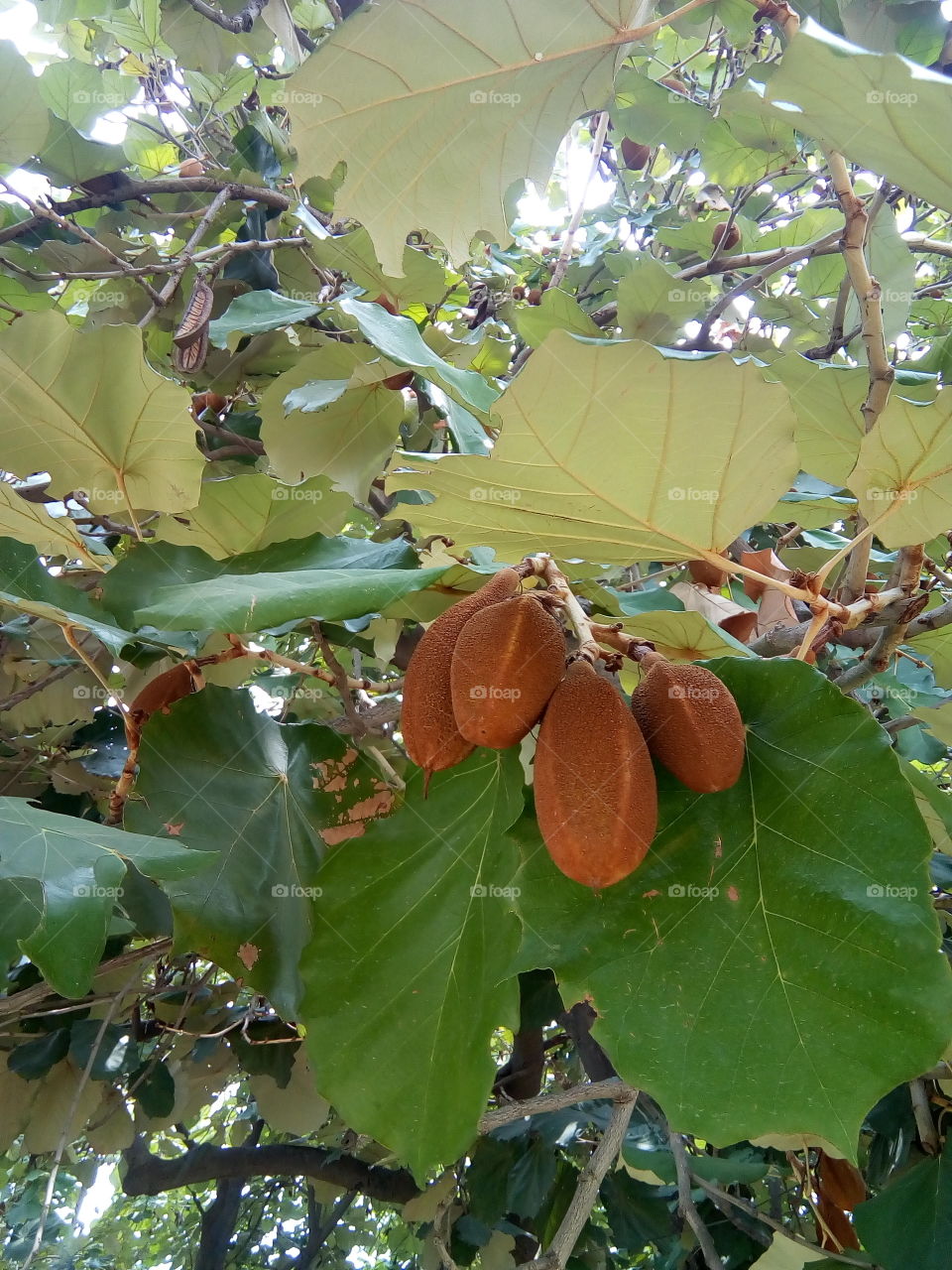 beautiful tree with large leaf.