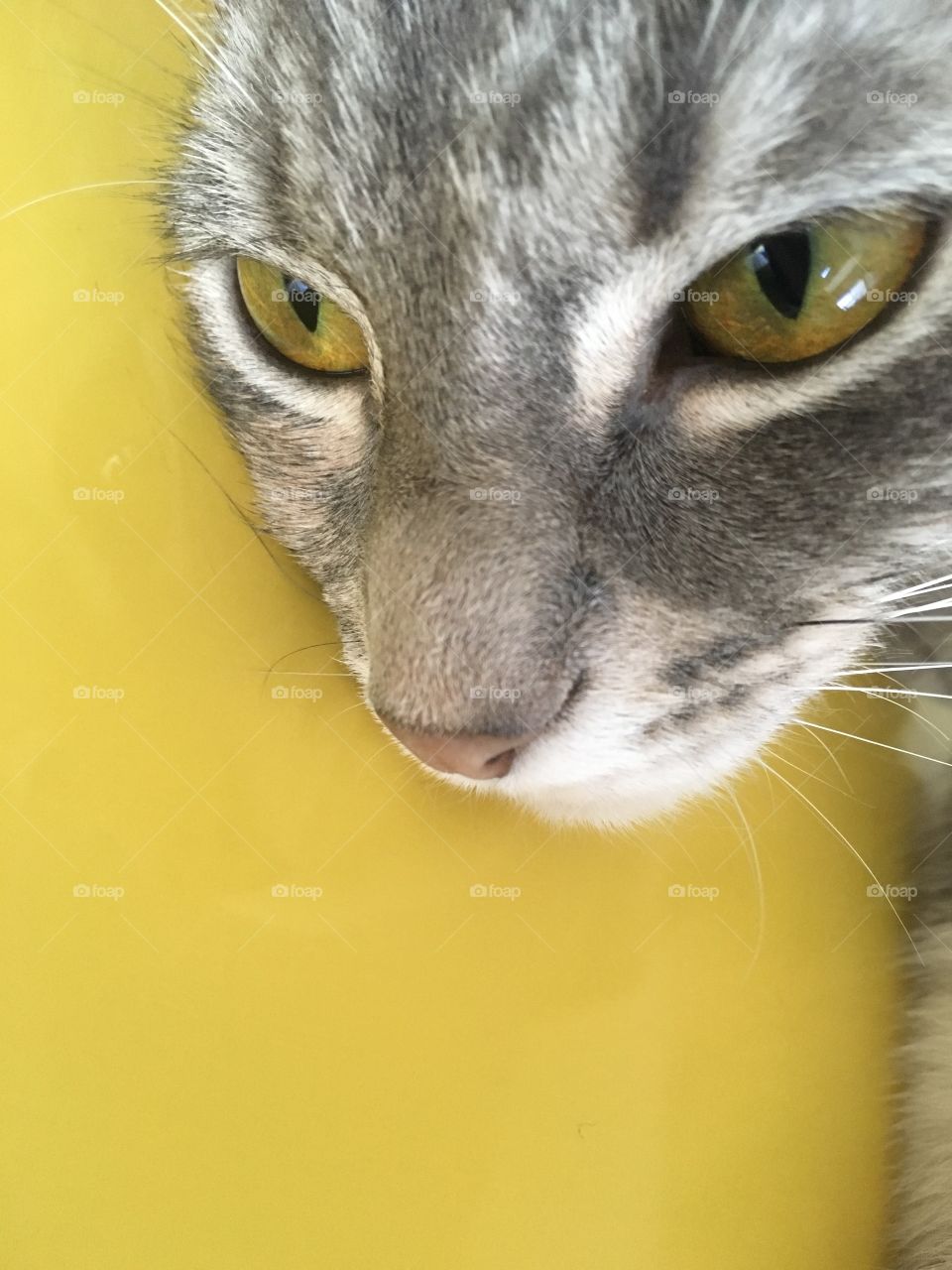 Cat with yellow eyes on yellow table 