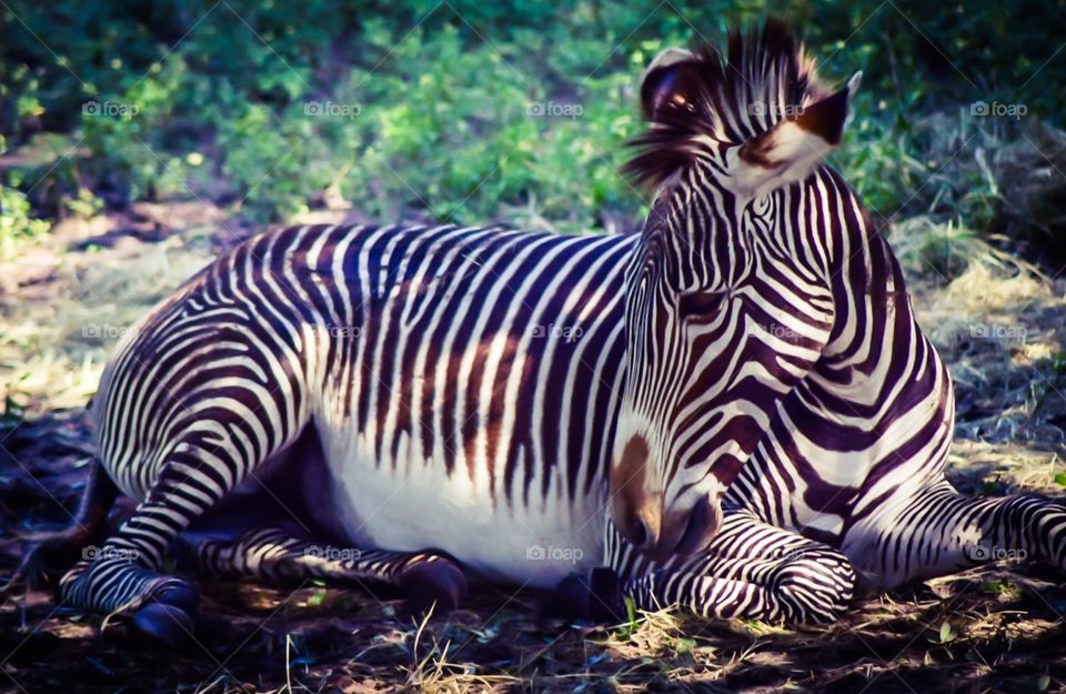 Zebra foal