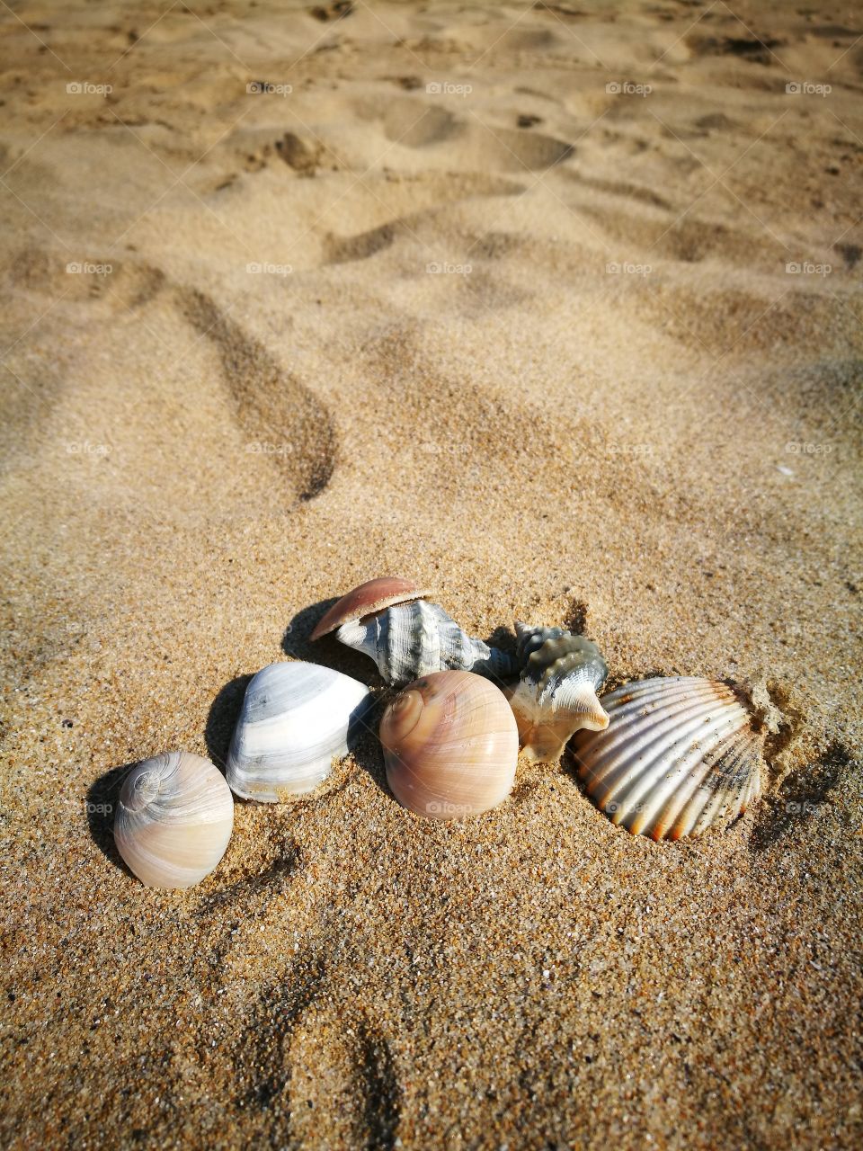 sea shells