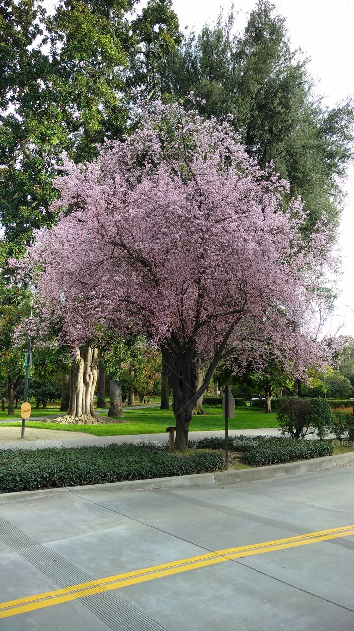 spring  tree blossoms
