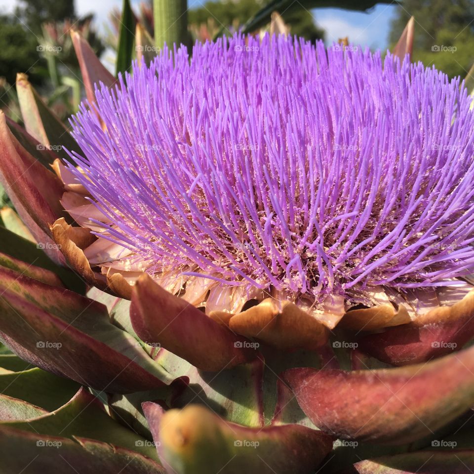Artichoke in bloom