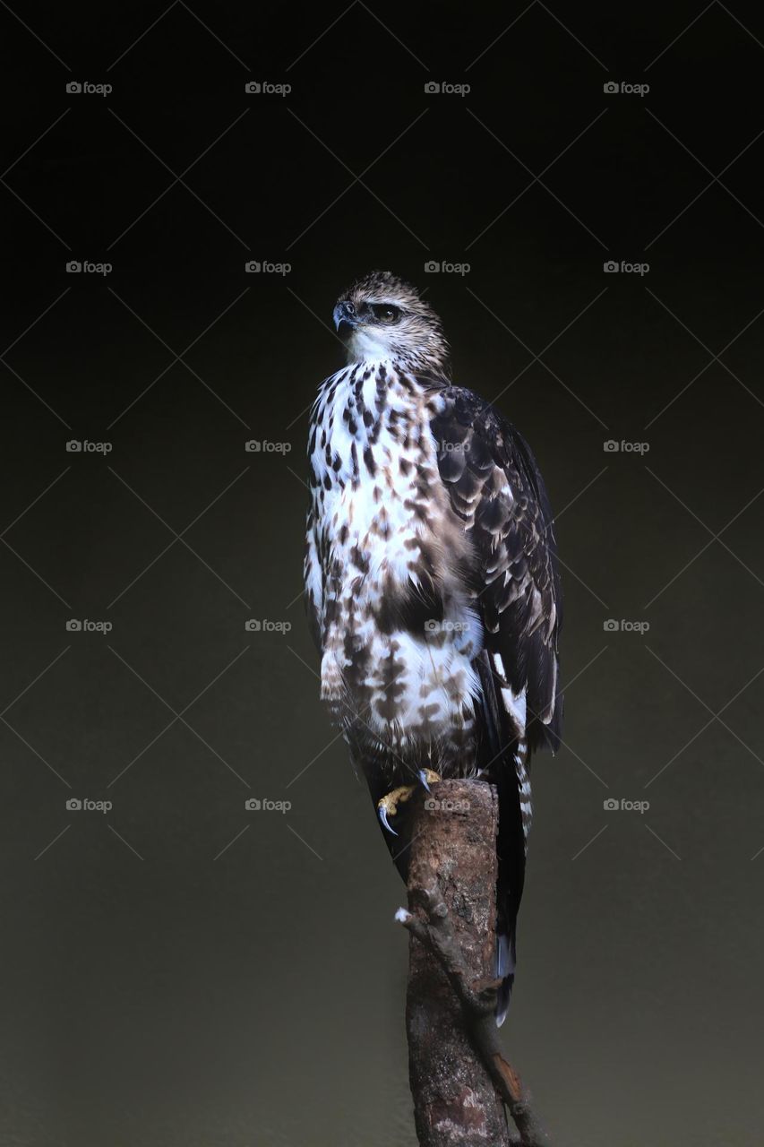 Watching Prey From The Dark...