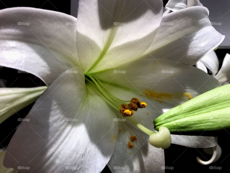 Easter Lily. Loved the light falling on this Lily. 