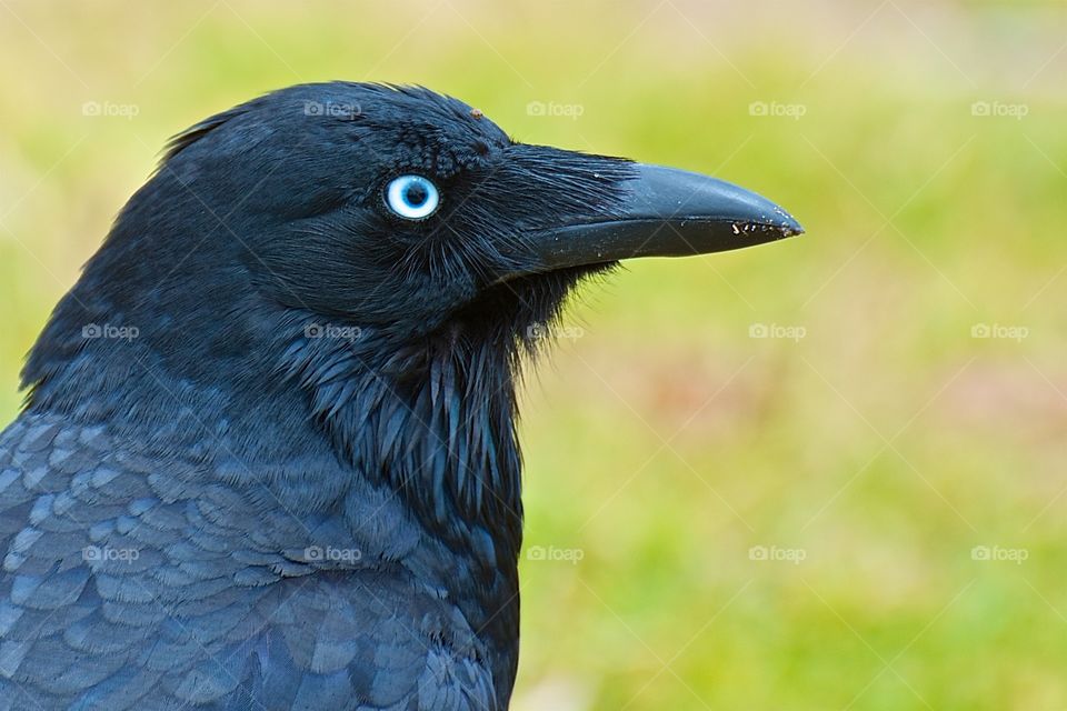 Blue metallic sheen and glowing white eyes of a crow