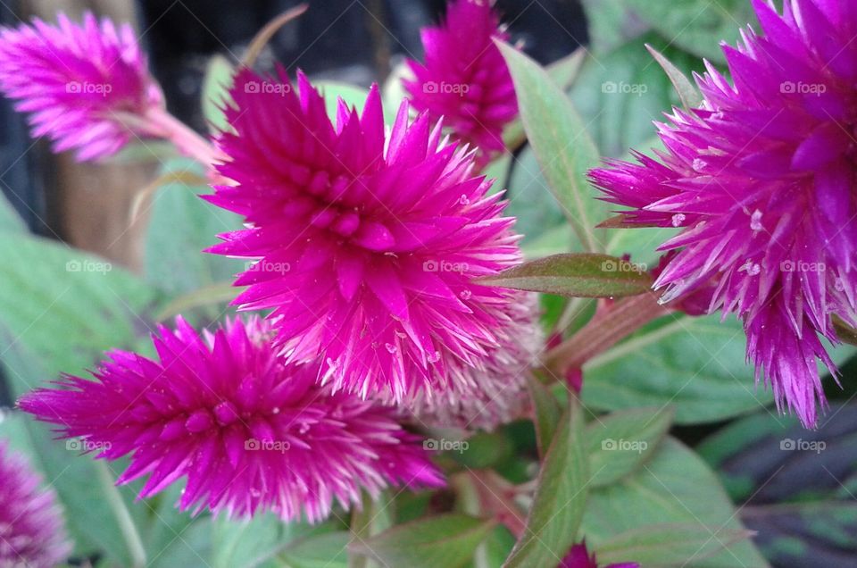 fuchsia spikes