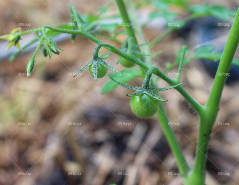 Green Tomato