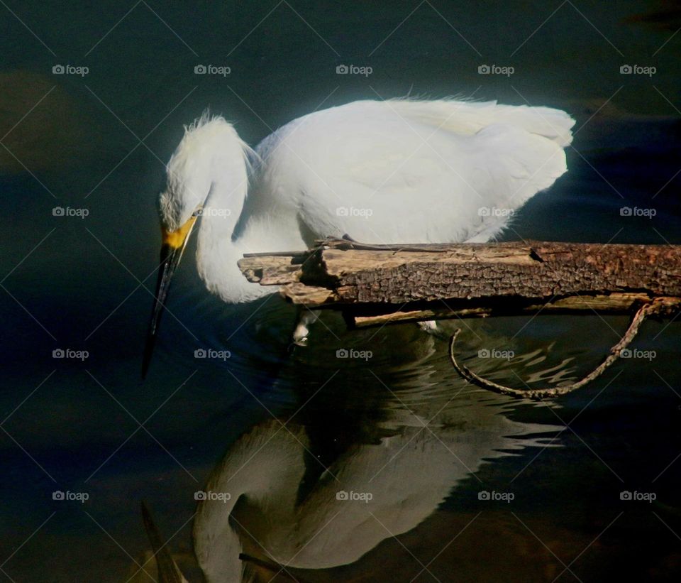 Reflections of a White Egret