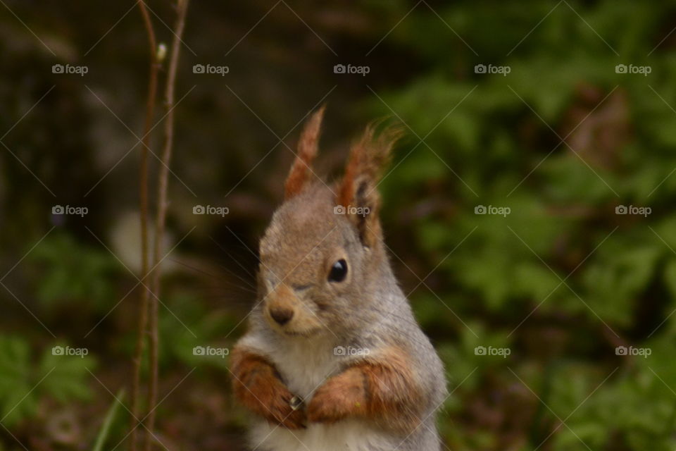 Squirrel eating
