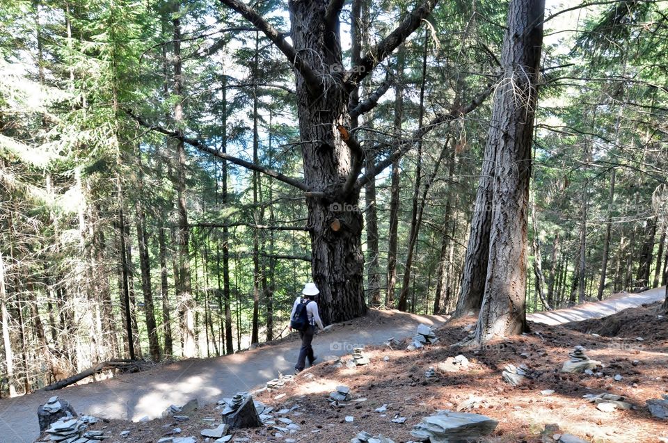 Rear view of man walking on footpath in forest