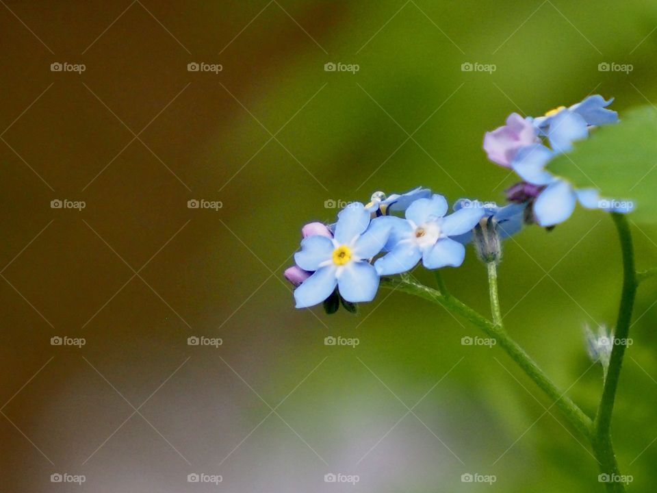 Forget-me-not