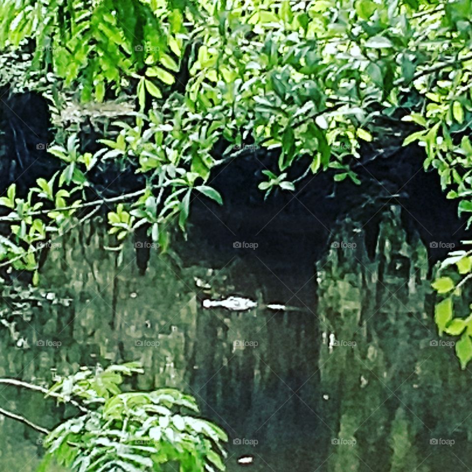 Ogeechee River gator