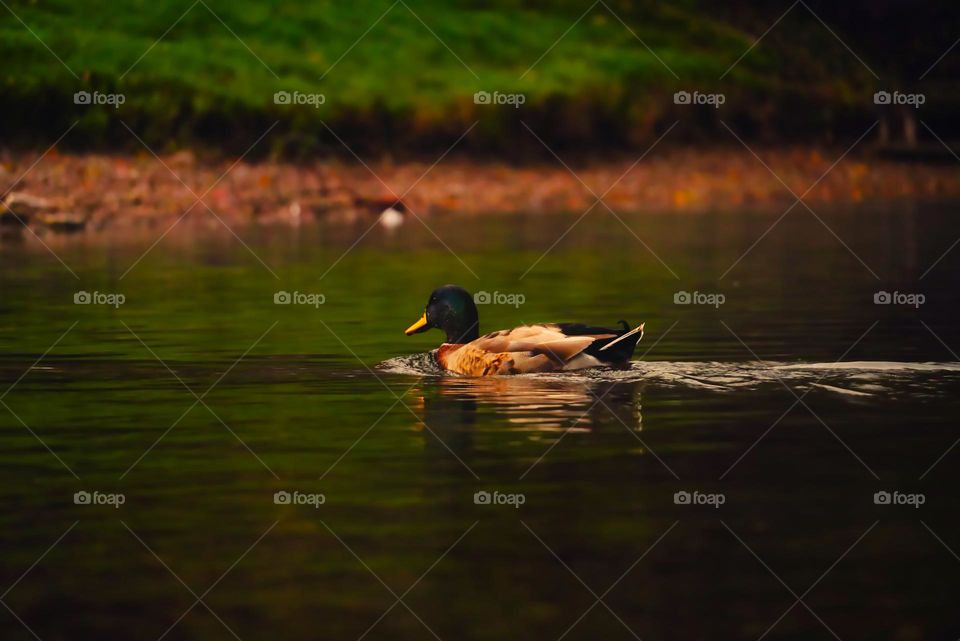 Duck in the lake 