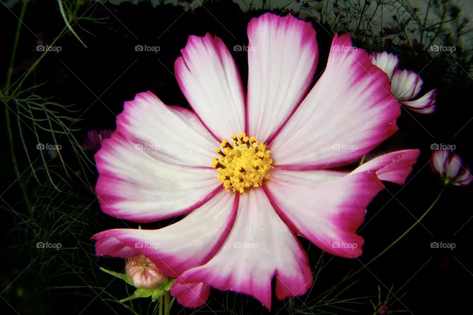 Cosmos