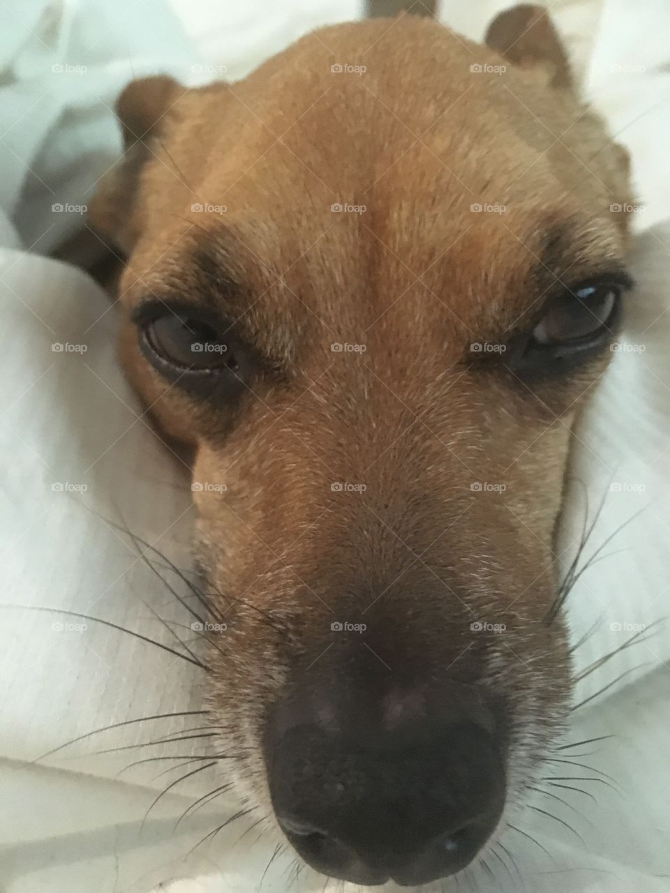 Headshot of my chihuahua 