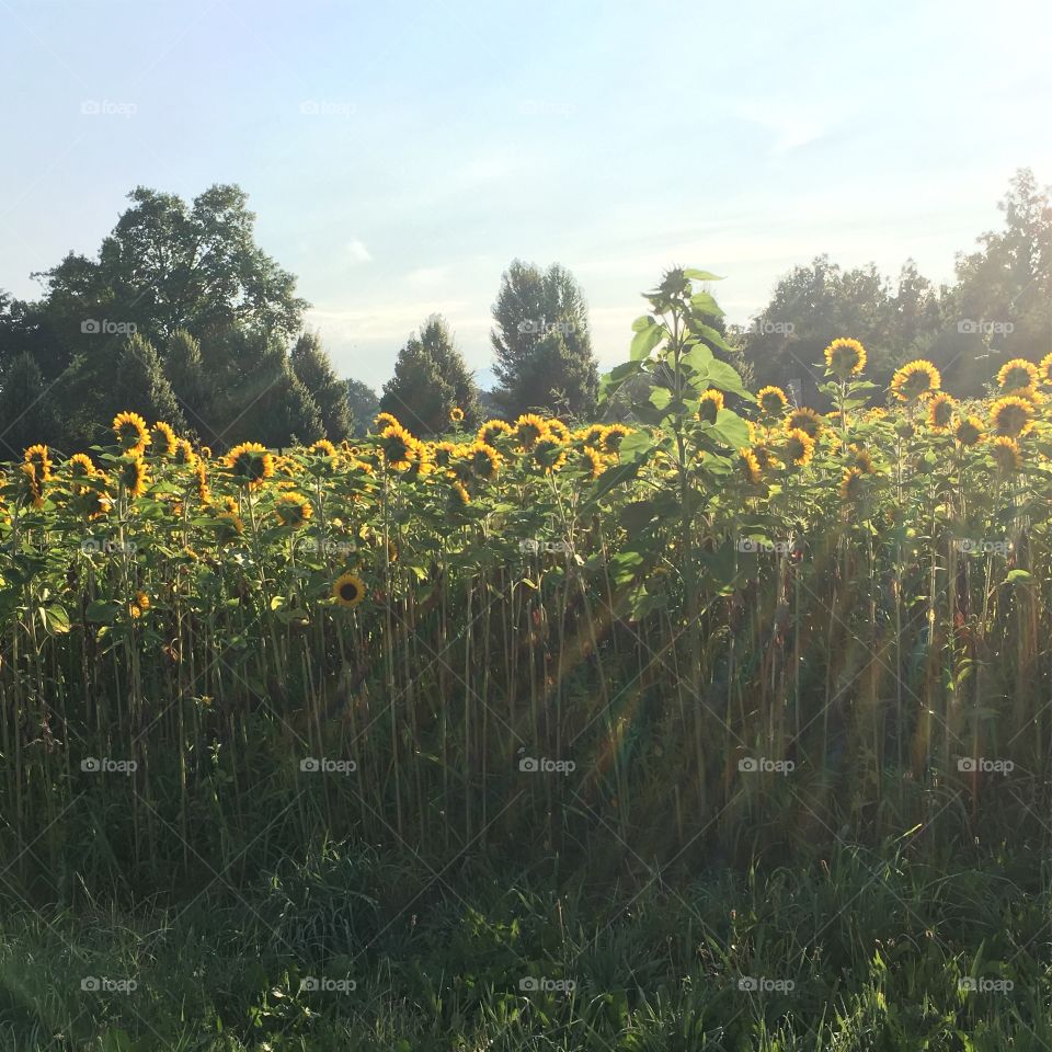 Sunflower growing in field