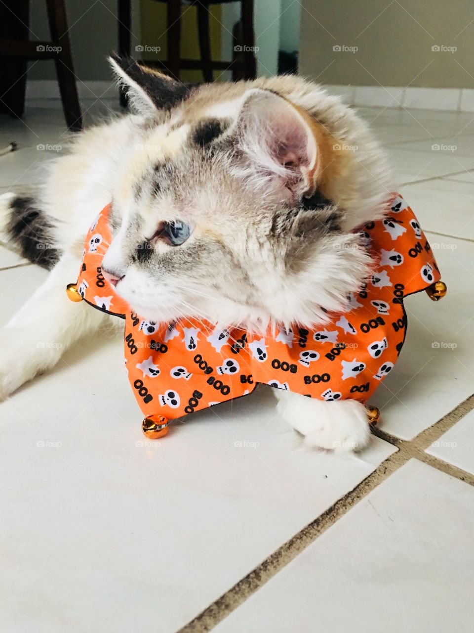 Halloween cat