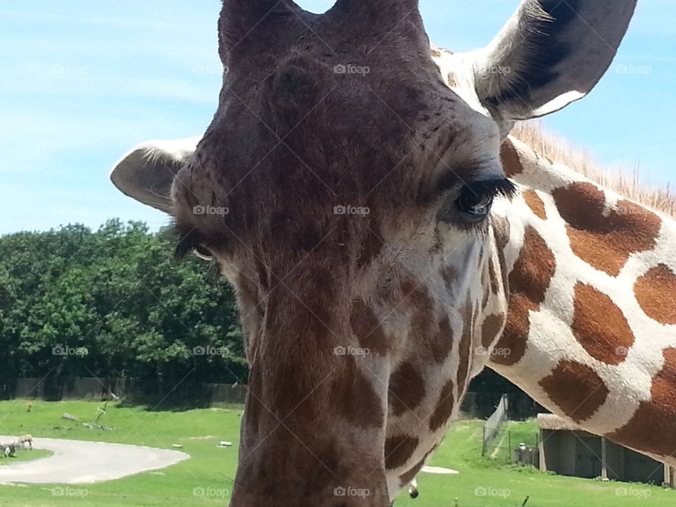 giraffe